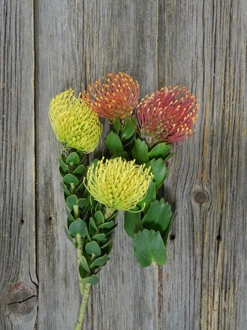 PINCUSHION  ASSORTED PROTEA